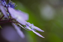紫陽花　I