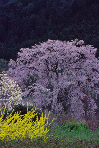 湯来の枝垂れ桜