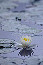 Metal Water lily