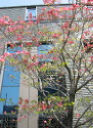 日本銀行前庭に咲くハナミズキ